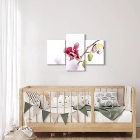 Tablou cu floarea de orhidee (90x60 cm)