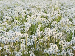 Tapet Dandelions, Rebel Walls