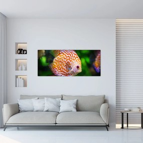 Tablou cu pește (120x50 cm), în 40 de alte dimensiuni noi