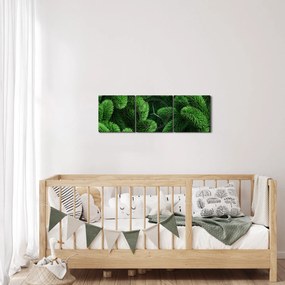 Tablou - Ramuri de conifere (cu ceas) (90x30 cm)