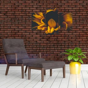 Tablou - Floarea-soarelui în fundal negru (90x60 cm)