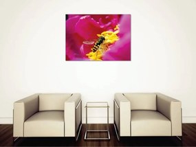 Tablouri Canvas Flori - Albina polenizand