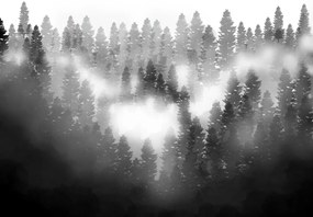 Fototapet - Pădure în ceață (147x102 cm)