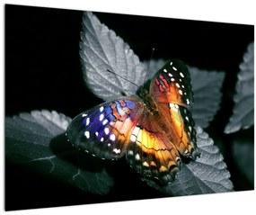 Tablou cu fluture (90x60 cm)
