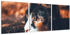 Tablou - Privirea pisicii (cu ceas) (90x30 cm)