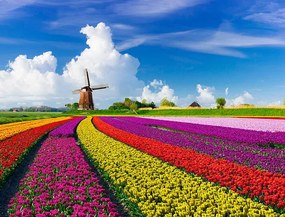 Fotografie Tulips and Windmills, JacobH