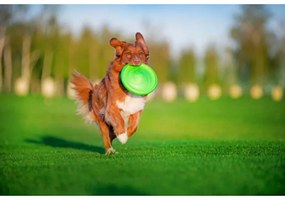 Frisbee pentru caini Flyber 62175, 22 cm, Forma unica, Inofensiv pentru dintii cainilor, Verde