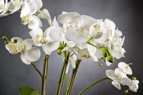 Aranjament floral LIGHT ATOLLO 3 PHALENOPSIS BIG 1141375.95