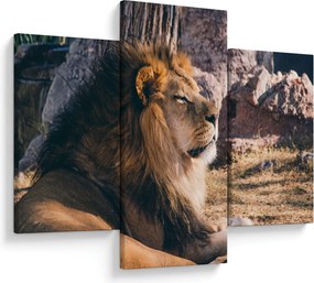 Tablou cu leul dormind (90x60 cm)
