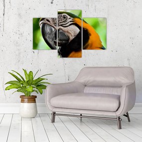 Tablou cu papagal (90x60 cm)