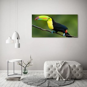 Tablou pe sticlă acrilică Toucan