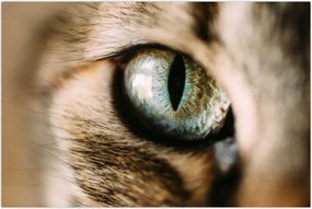 Tablou - Ochi de pisică (90x60 cm)