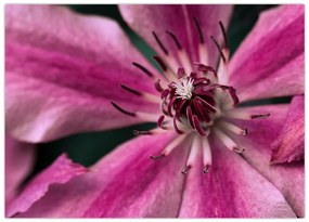 Tablou pe sticlă cu floarea roz de clematis (70x50 cm)