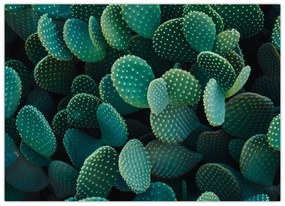 Tablou pe sticlă - Opuntia (70x50 cm)