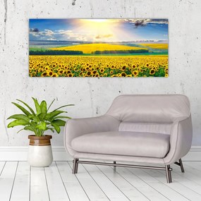 Tablou - Câmp cu floarea soarelui (120x50 cm)