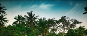 Tablou - palmierii (120x50 cm)
