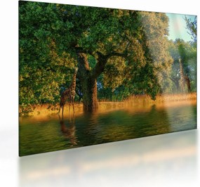 Tablou pe sticlă cu girafe în natură (70x50 cm)