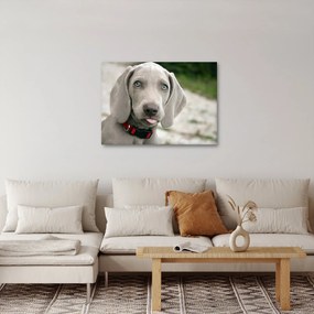 Tablou - cățeluș weimaraner (70x50 cm)