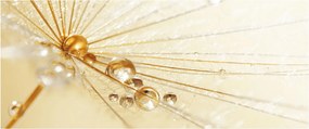 Tablou - Fotografie macro de păpădie (120x50 cm)