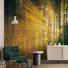 Fototapet soarele din spatele copacilor