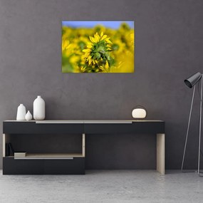 Tablou pe sticlă cu floarea soarelui (70x50 cm)