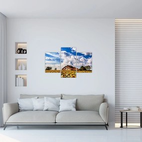 Tablou cu câmp de floarea soarelui (90x60 cm)