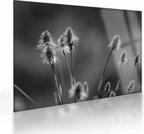 Tablou pe sticlă - Iarbă moale bej N⁰2 (70x50 cm)