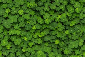 Fototapet, 3D Clover, Rebel Walls