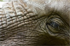 Tablou - Prim-planul ochiului de elefant vechi (90x60 cm)