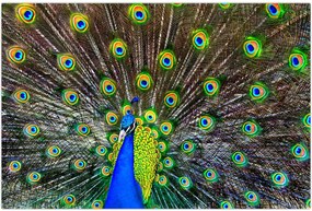 Tablou - Păun (90x60 cm)