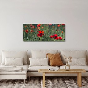 Tablou - Lunca cu maci (120x50 cm)