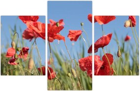 Tablou - Maci (90x60 cm)