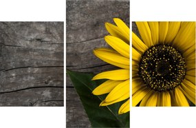 Tablou - Floare de floarea soarelui (90x60 cm)