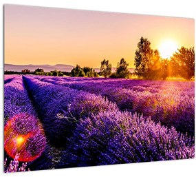 Tablou cu câmp de lavanda (70x50 cm)