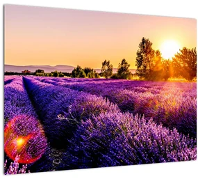 Tablou cu câmp de lavanda (70x50 cm)