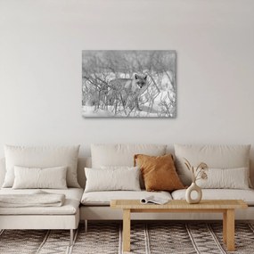 Tablou - Vulpe,alb-negru (70x50 cm)