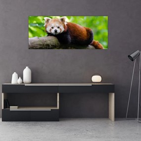 Tablou cu panda roșie (120x50 cm), în 40 de alte dimensiuni noi