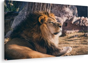 Tablou cu leul dormind (90x60 cm)