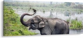Tablou - Elefant de scăldat (120x50 cm)