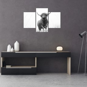 Tablou - Vacă scoțiană 4,alb-negru (90x60 cm)