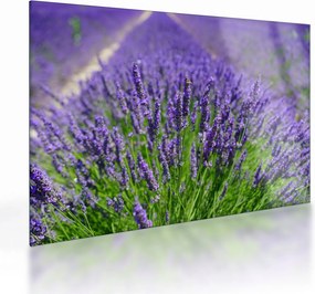 Tablou pe sticlă - lavanda (70x50 cm)
