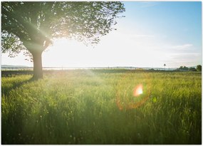 Tablou - Copac în câmp (70x50 cm)