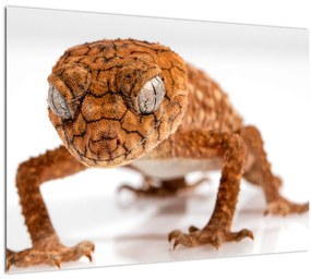 Tablou cu șopârlă (70x50 cm)