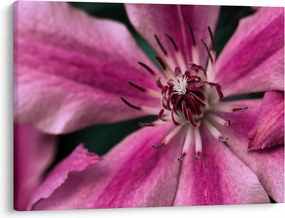 Tablou cu floarea roz de clematis (70x50 cm)