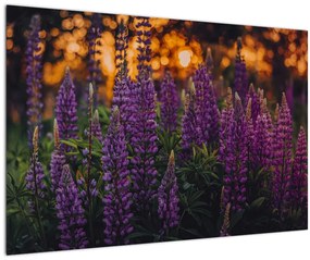 Tablou - Flori de lupin (90x60 cm)
