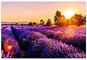 Tablou cu câmp de lavanda (90x60 cm)
