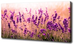 Imprimare tablou canvas Lavandă