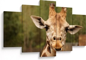 Tablou girafe (150x105 cm)