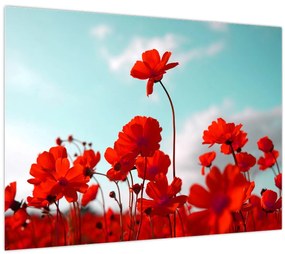 Tablou pe sticlă - Câmp cu flori roșu deschis (70x50 cm)