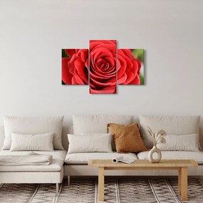 Tablou - Flori de trandafir (90x60 cm)